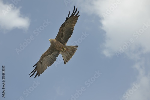 Black kite (Milvus migrans), Landskron Castle, an ornithological station for raptorial birds, Carinthia, Austria, Europe