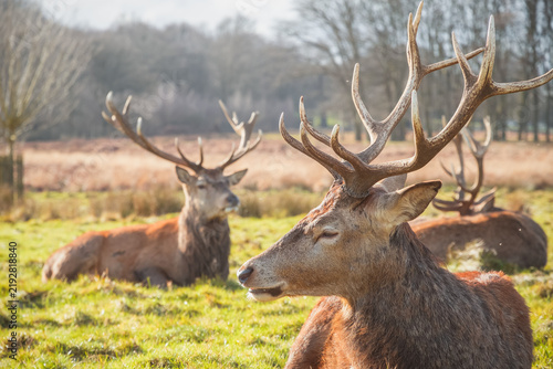Photography Herd of red deer (stag) resting on grass in London on a bright sunlit day during
