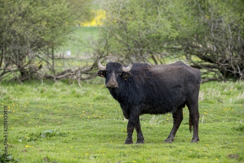 Artiodactyla, Bubalus Arnee, Even-Toed Ungulate, Frießnitzer See, Germany, Greiz, Pairhoofes, Thuringia, Water Buffalo, Grazing, Domesticated Animals, Extensive Grazing, Grazing, Pets, Mammals, Vogtland
