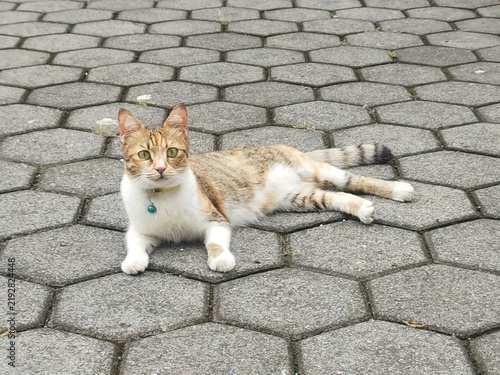 Obraz na plátně cutie cat