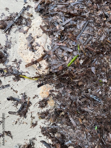 Bild auf Leinwand Posidonia oceanica decomposing on a sandy beach, forming a natural barrier and s