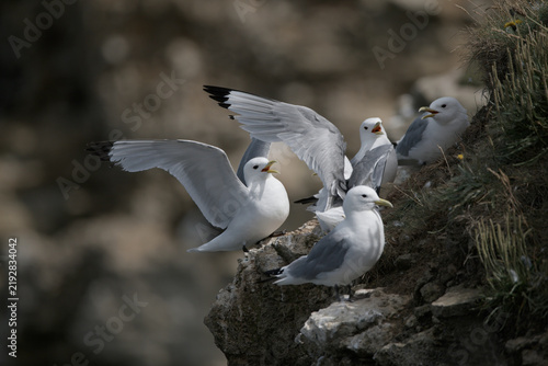 A group of black-legged kittiwakes calling and landing on a rocky cliffside nesting colony.