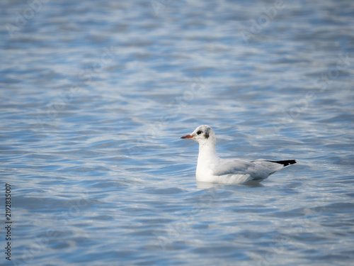 фотографія Black-headed gull swimming, transitional plumage, Gravesend, Kent, UK