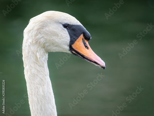 Canvastavla Mute swan (Cygnus olor) head and neck close-up, Gravesend, Kent, UK