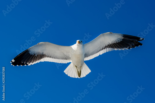 Seagull Flying in Clear Blue Sky