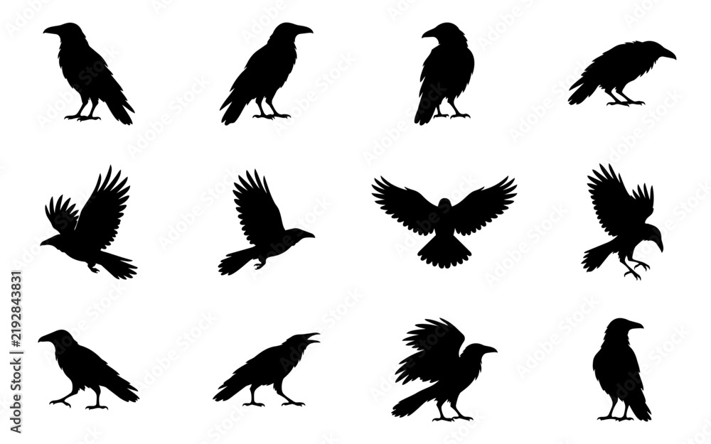 Obraz premium Twelve Crow and Raven Style Bird Silhouettes in Standing and Flying Poses