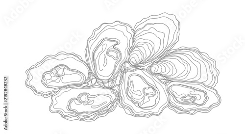 Hand Drawn Oyster Shells Illustration