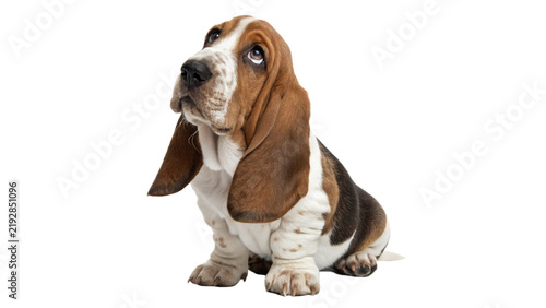 Cuadro en lienzo Cute purebred basset hound puppy dog sitting in profile isolated on transparent background