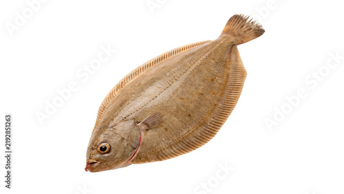 Foto Fresh raw whole flatfish flounder marine seafood fish ingredient isolated on transparent background