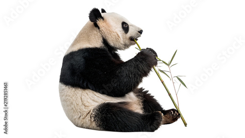 Photography Cute wild giant panda bear sitting and eating bamboo isolated on transparent background