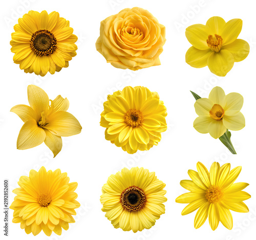 set of yellow flowers