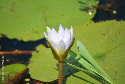 Bild auf Leinwand Light purple water lily blooming in pond with green leaves