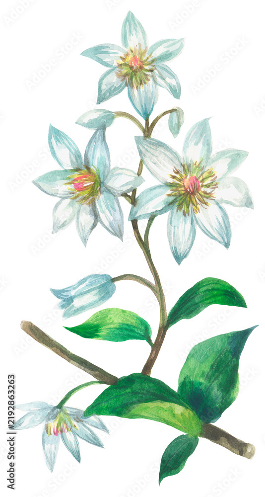 Obraz premium Maukoro (Clematis paniculata). Watercolor hand drawing painted illustration.