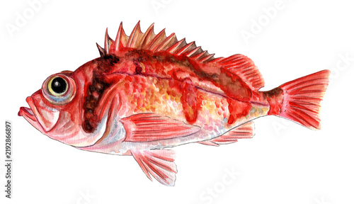 ウケグチメバル手描き水彩画