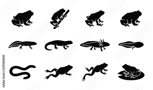 Amphibian Life Cycle Silhouettes, Frog and Salamander Stages Vector Set, Tadpole to Adult Transformation Icons