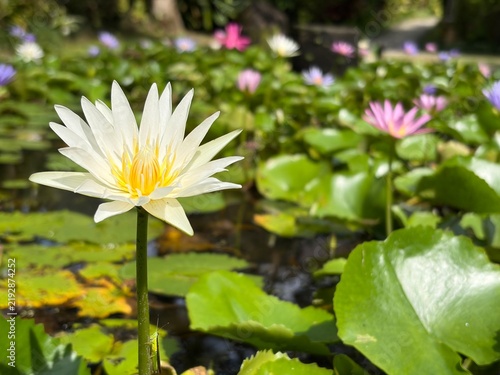 Bild auf Leinwand White water lily blooming in pond