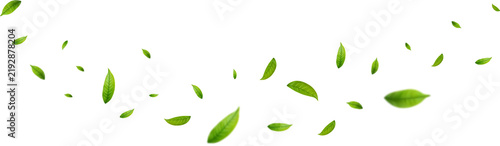 Realistic green tea leaves in motion