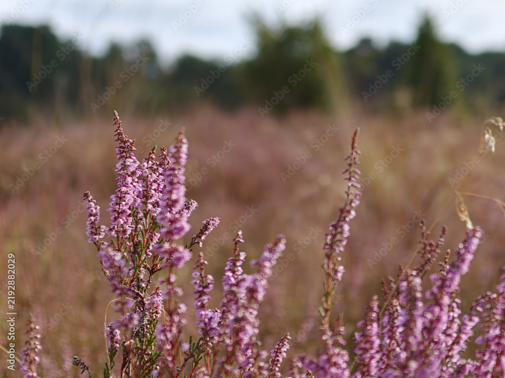 Obraz premium Vibrant heather blooms in the serene landscapes of National Park Dwingelderveld, Netherlands