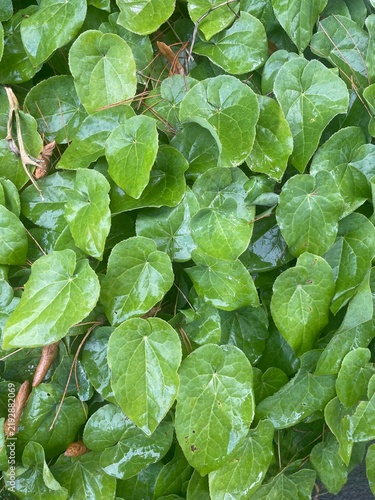 fresh green lettuce