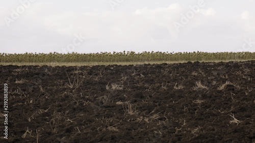 Agricultural field of plowed soil and green sunflowers under light rain, nature hydration concept, camera panning left