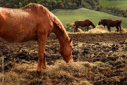 Canvastavla A brown horse eats hay on a dirt field while a herd grazes on the green hills behind