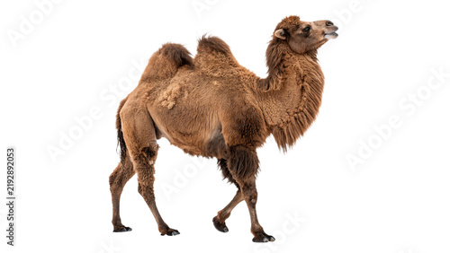 Fotografía Wild adult brown camel standing in full body isolated on transparent background
