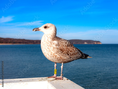 Photography Juvenile herring gull with yellow ID leg band on white pier railing by the sea