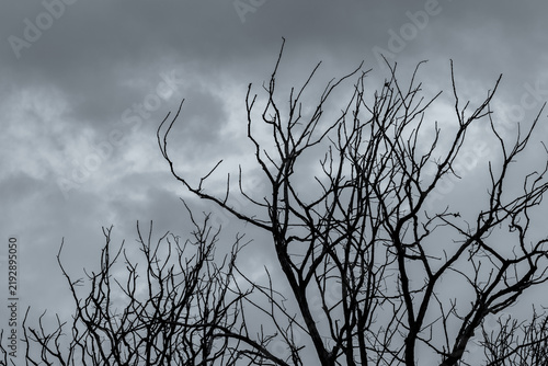 Foto Dark silhouette of dead leafless trees beneath dramatic gray storm clouds, eerie natural background for grief, sadness, drought, climate change, environmental crisis and Halloween themes