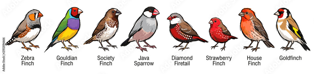 Fototapeta premium Educational vector illustration showing various species of colorful pet birds and finches with labels.