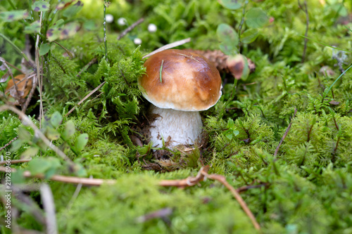 Quadro su tela Porcini mushroom among green moss in the forest