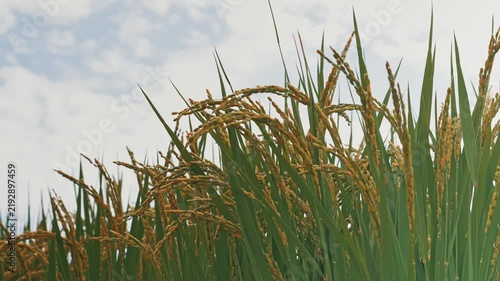 Golden Rice Ears Ripening for Harvest in a Japanese Paddy Field