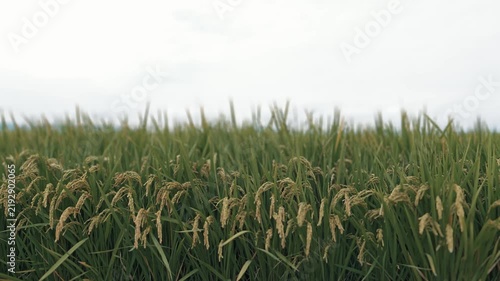 Golden Rice Ears Ripening for Harvest in a Japanese Paddy Field