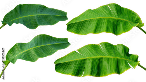 Foto Four large green banana leaves with prominent veins, isolated on transparent bac