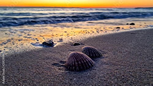 Sea shells on beach sand at sunset.