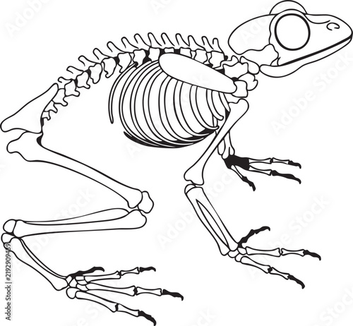Frog skeleton 