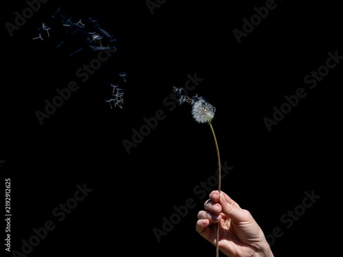 Canvastavla The seeds of a dandelion held by a female hand are carried away by the wind agai