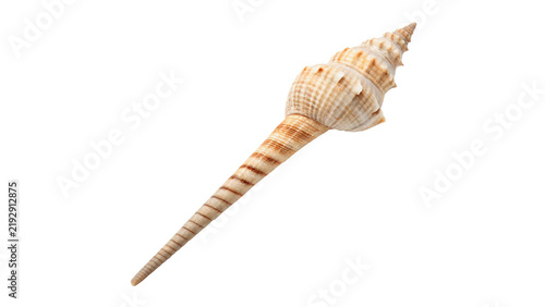 Foto Long spiral natural cream sea shell marine decoration isolated on transparent background