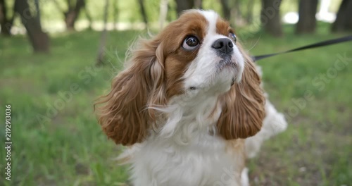 Cavalier King Charles Spaniel. Shot on super slow motion camera 1000 fps.