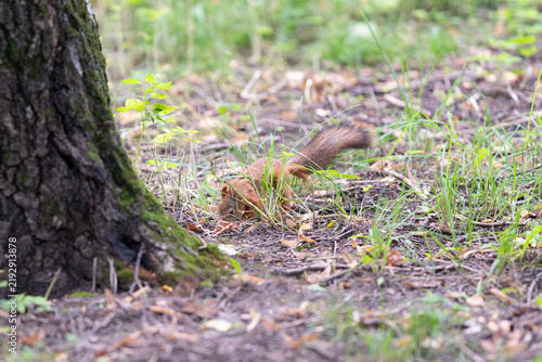 Foto Red squirrel forages among the grass and fallen leaves in a serene forest settin