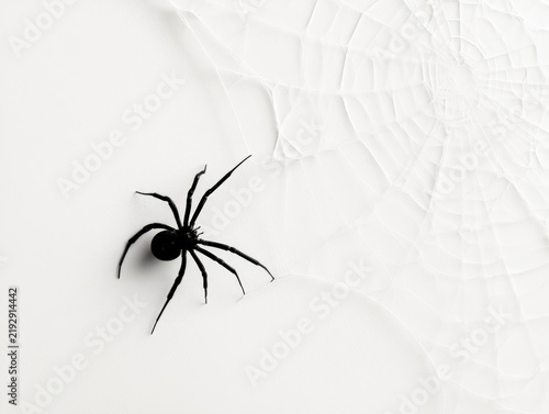 Spider web black arachnid insect isolated against white background, creating stark close up scene with delicate silk detail