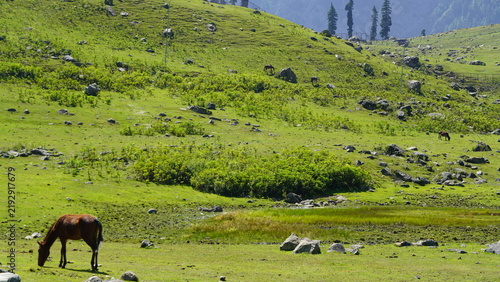 Obraz na płótnie Horse grazing on vibrant green pasture with rocky hills and distant pine trees under bright sunlight in a serene mountain landscape