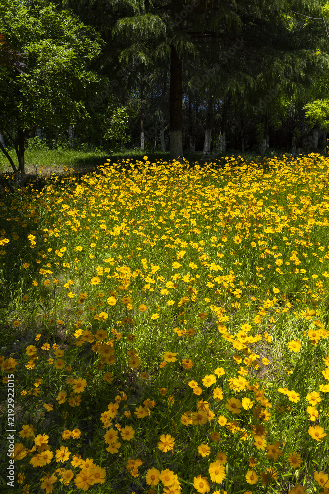Obraz premium Yellow Wildflowers Blooming in a Shaded Park Meadow