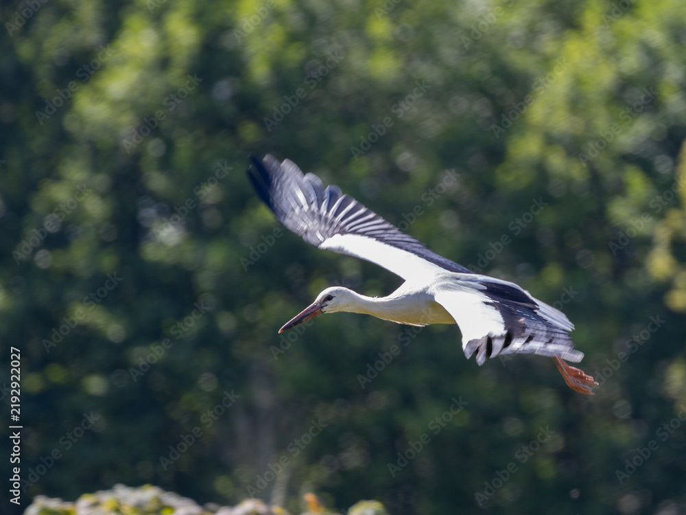 Obraz premium Flying white stork