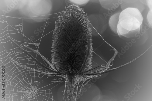 Fotografie Samenstand der Wilden Karde (Dipsacus fullonum) mit Spinnweben und Tautropfen in Schwarzweiß