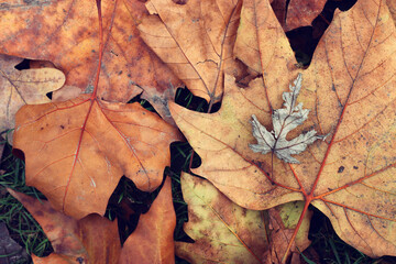 top view image of autumn fallen leaves background