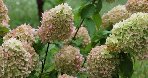 Pink and green hydrangea paniculata flowers blooming in the rain