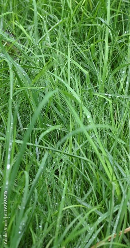 Fresh green grass with morning dewdrops swaying