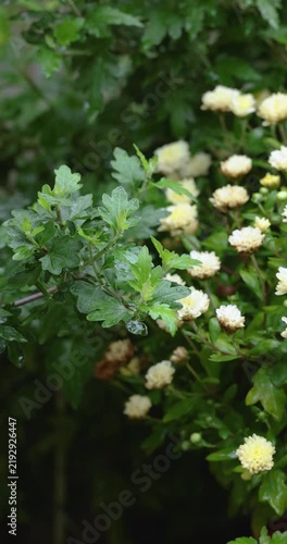 White chrysanthemum bush flowers swaying in the rain