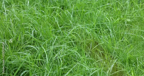 Green grass with raindrops swaying in the wind