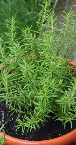 Fresh green rosemary herb growing in a pot